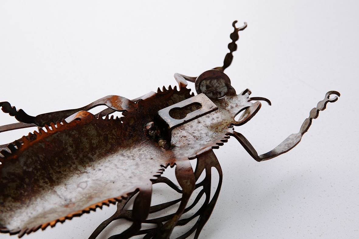 Small Wall Cicada (wings open)