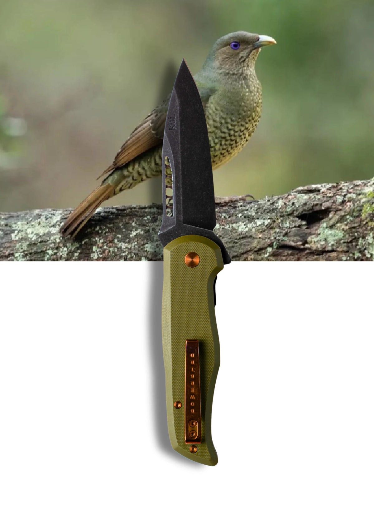 'Bek' The Bowerbird Pocket Knife