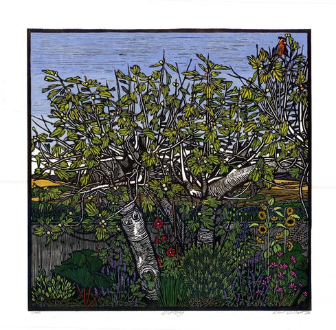 Old Fig by Gail Kellett