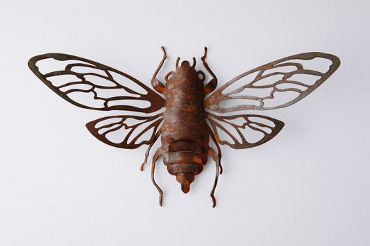 Small Wall Cicada (wings open)