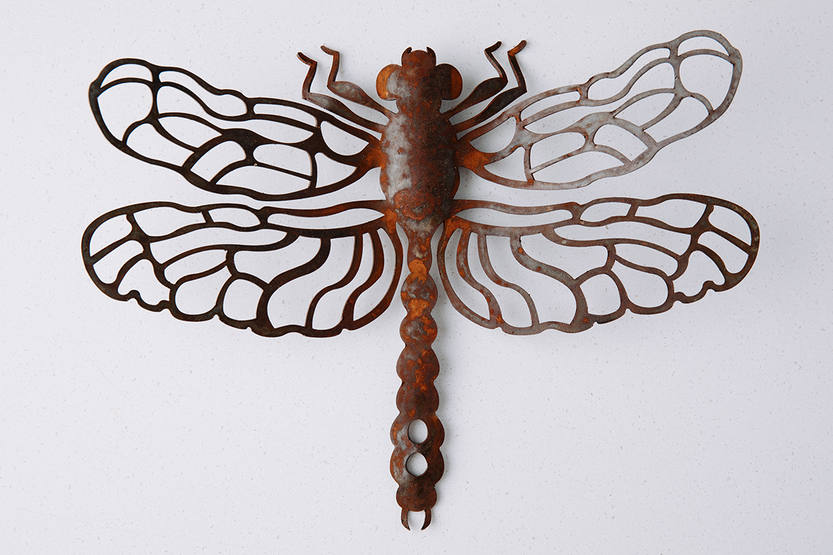 Small Wall Dragonfly